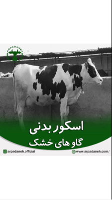 اسکور بدنی